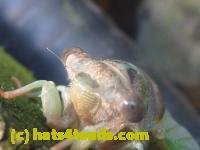 /home//u458753944/public_html/sourcegallery///////////Insects and small critters/aphids cicadas lanternflies and true bugs (Hemiptera)/P1140001.JPG